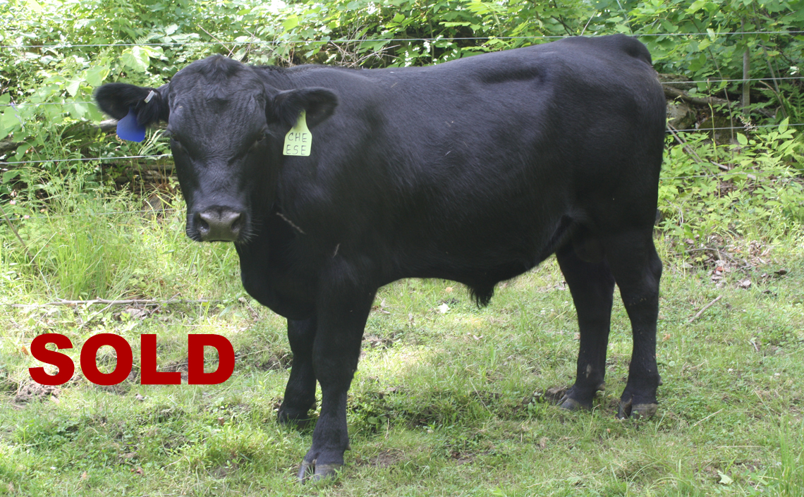 Black Angus Registered Top Rated Stud Bull - Cheese